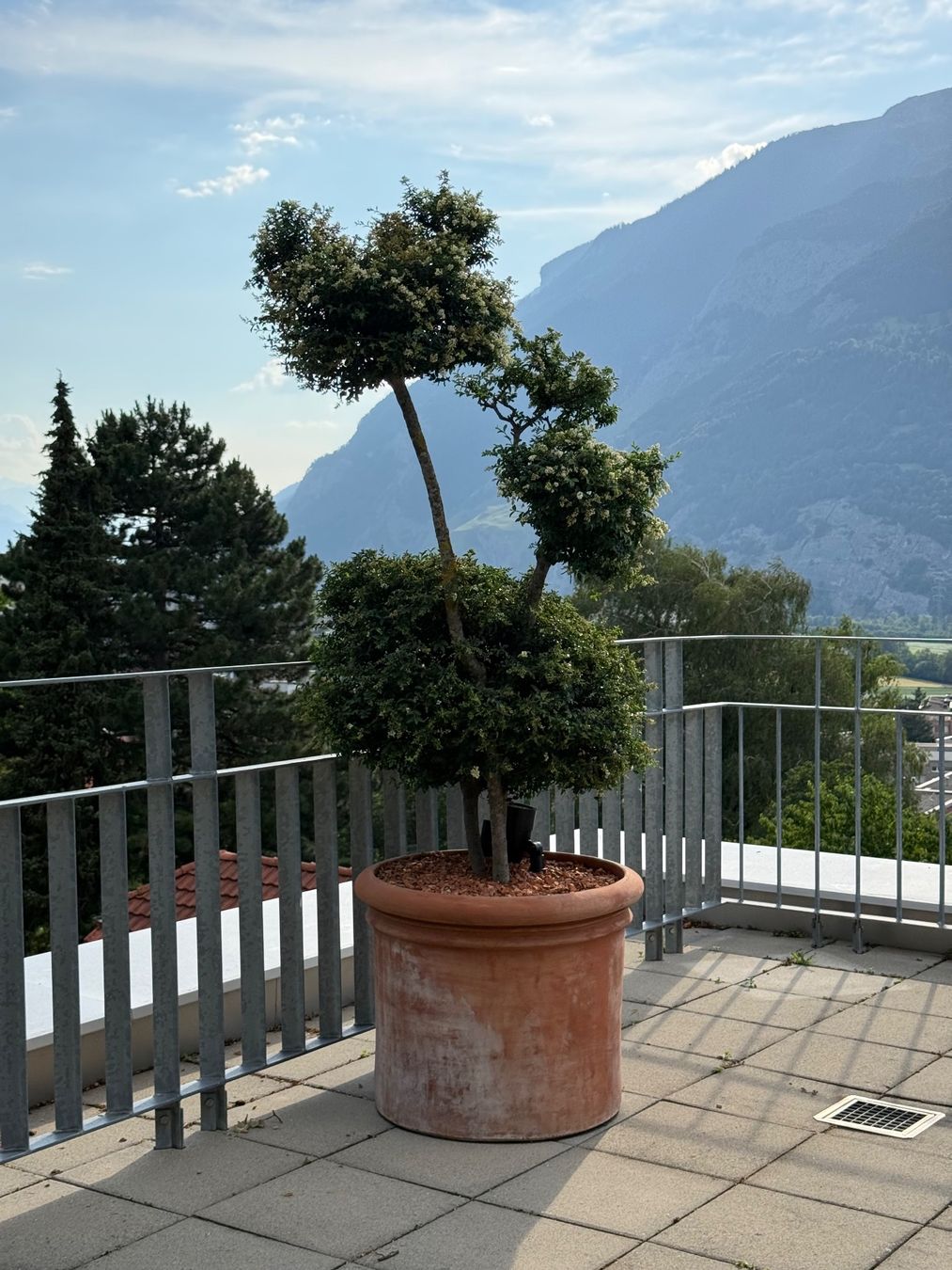 Piante & sementi: Südländische Liguster im Topf - P4 – Usato da Chur venduto da Schueh 9