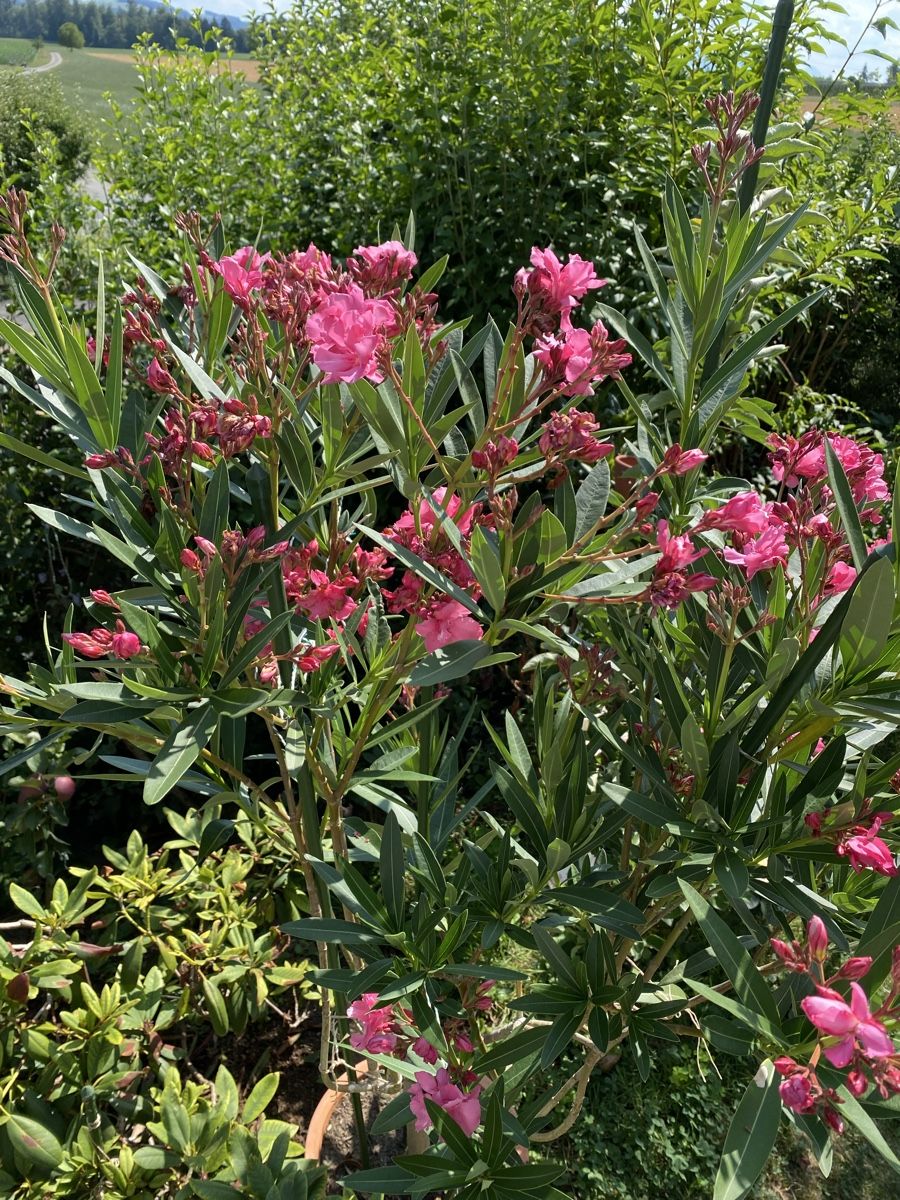 Piante & sementi: Hochstamm-Oleander pink – Usato da Hünenberg venduto da a.u.849 4