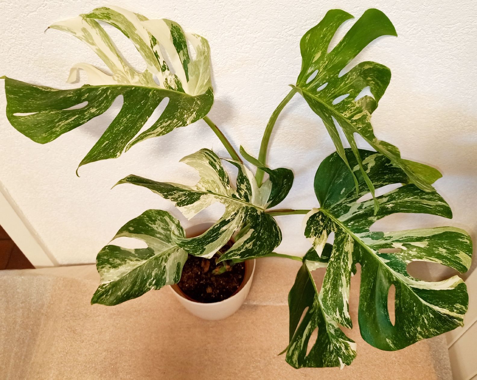 Piante & sementi: Monstera Deliciosa Albo Variegata – Nuovo (secondo la descrizione) da schöftland venduto da UniquePlants