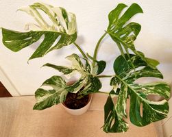 Monstera Deliciosa Albo Variegata