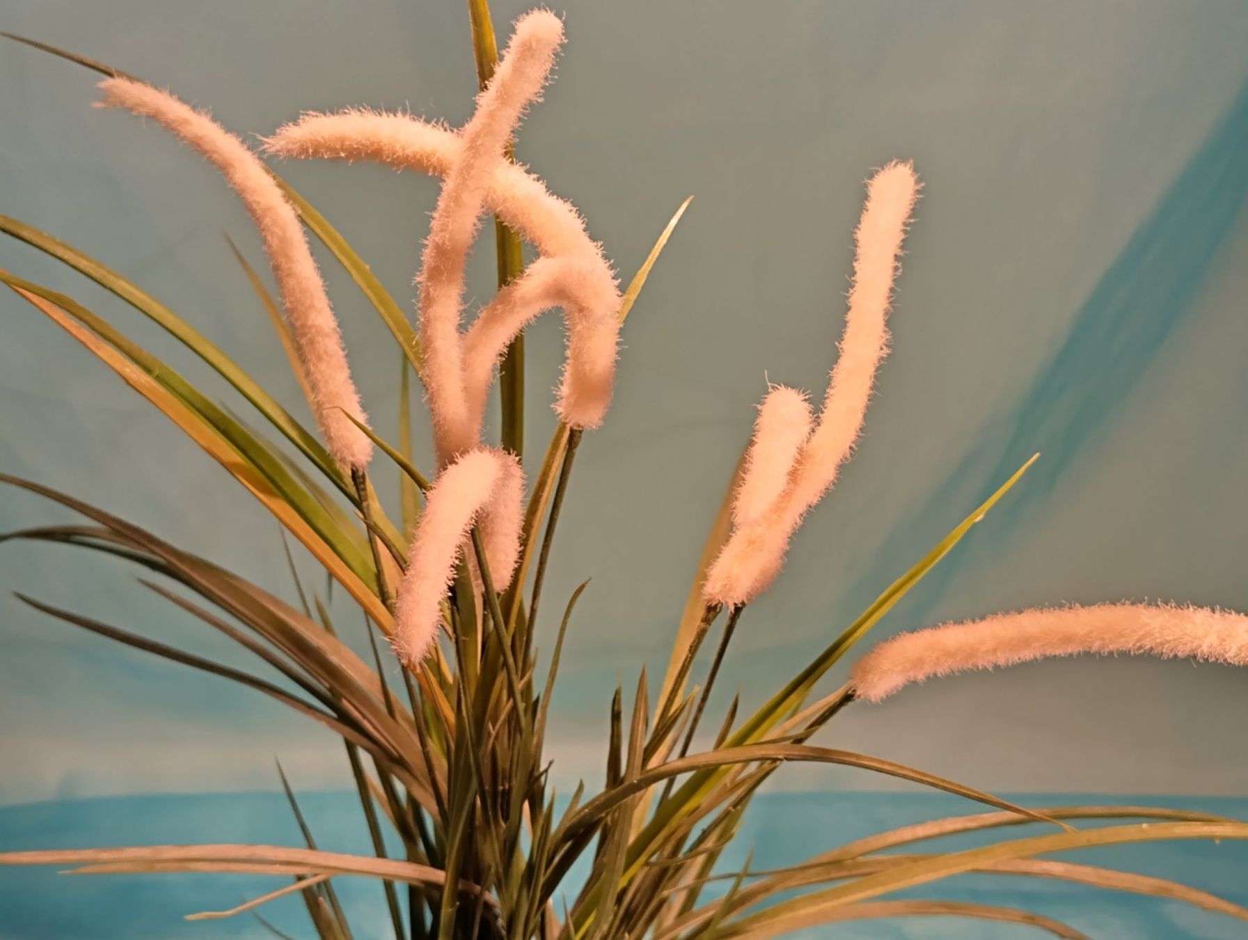 Piante & sementi: Fuchsschwanzgras im Topf, IKEA, H: 52cm – Usato da Bellach venduto da JingleCherry 2