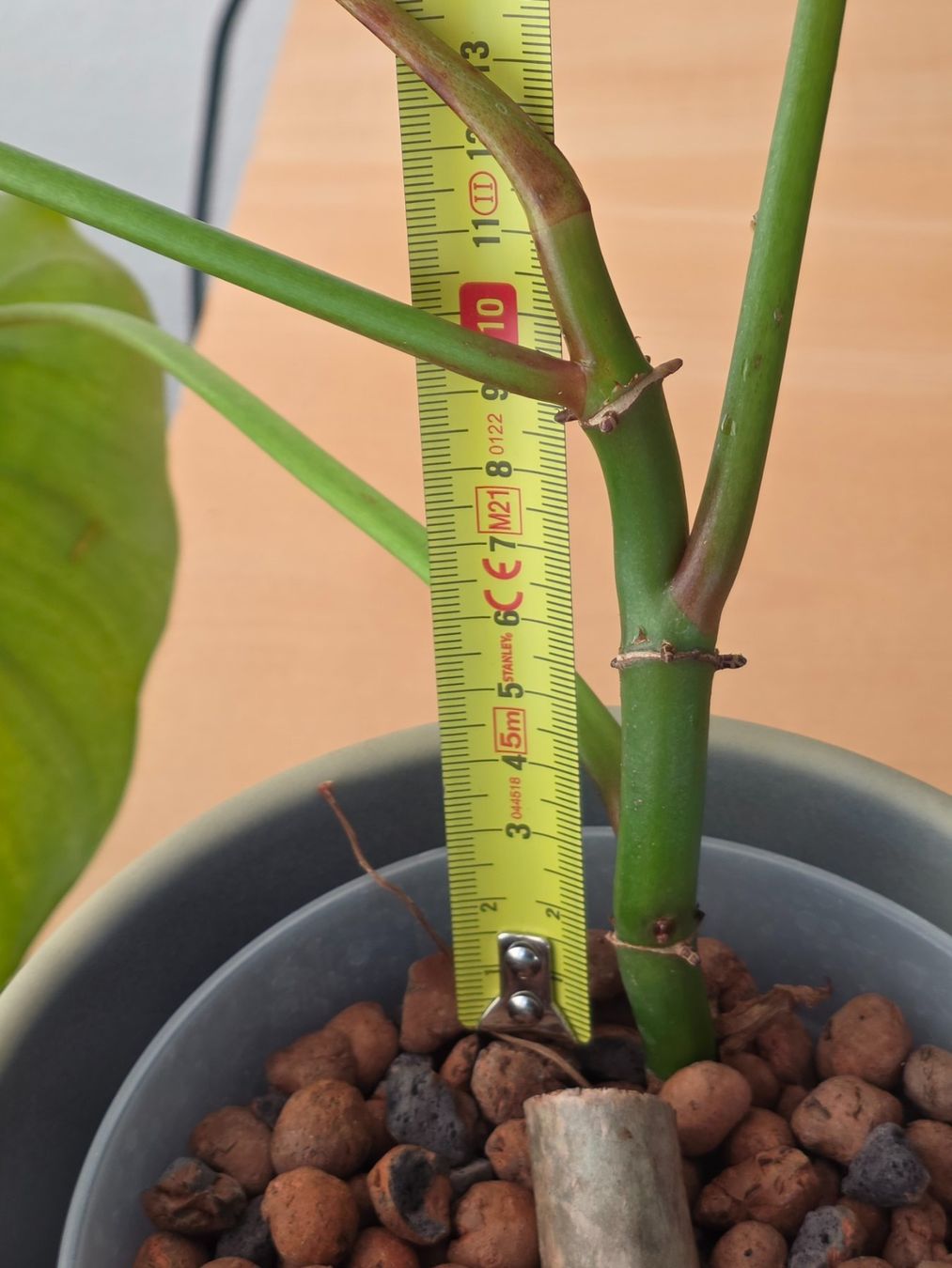 Piante & sementi: 🌿 Philodendron Domesticum – Usato da BERN venduto da kre_tb2n 7