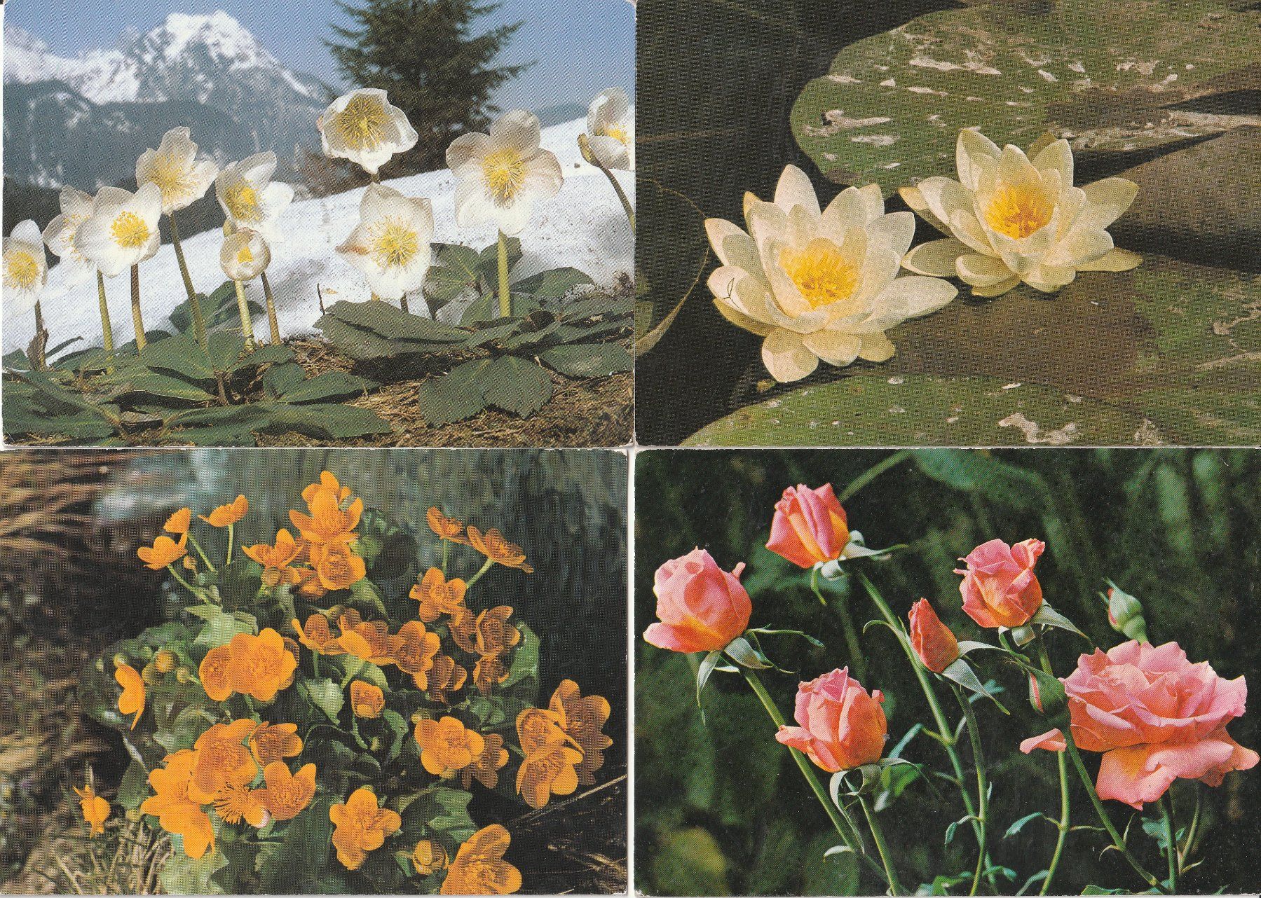 Cartoline postali: 40 Blumenkarten – Usato da Lumbrein venduto da made02 3
