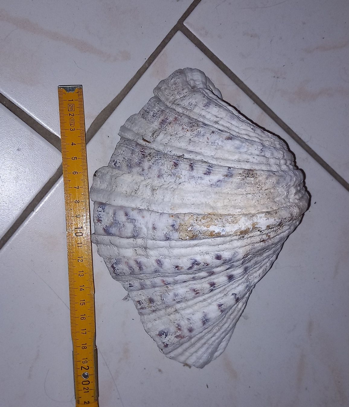 Fossili: MUSCHEL – Usato da Ried-Brig venduto da ugukim 4