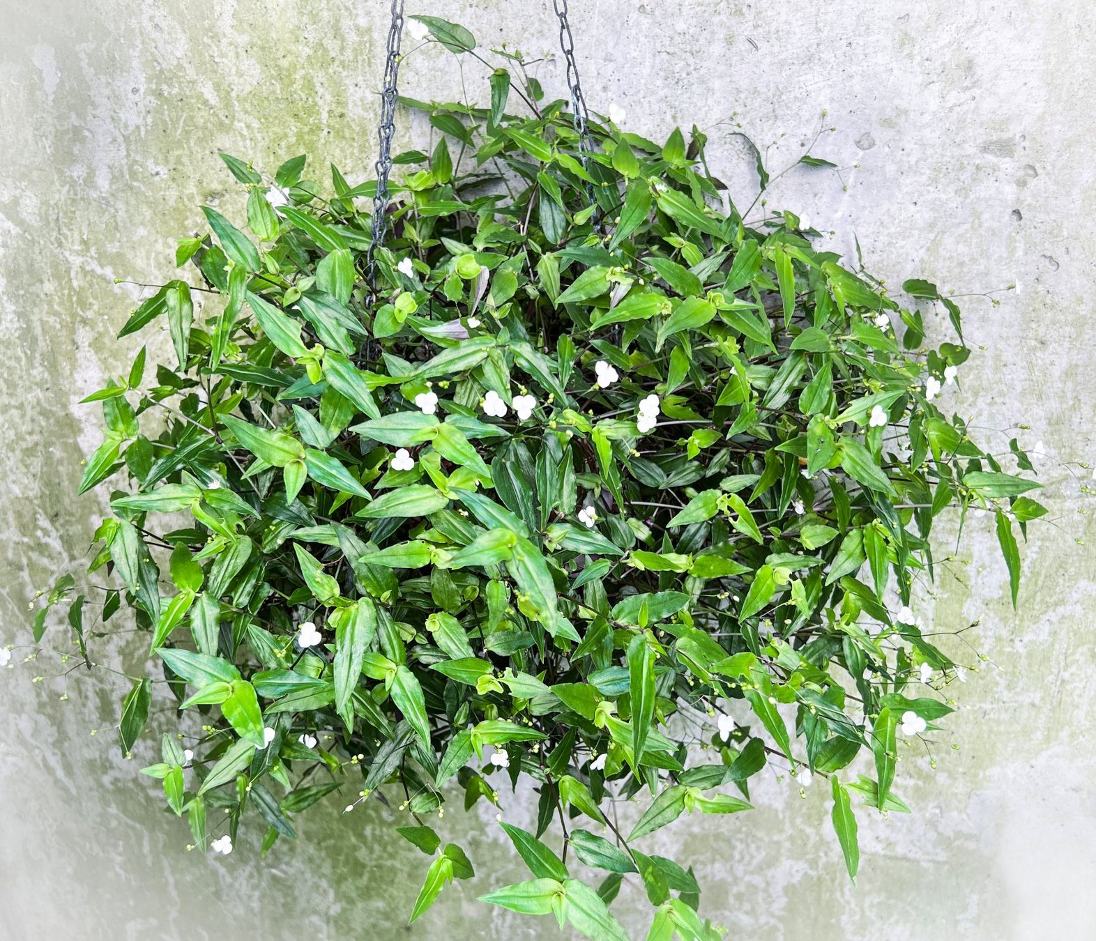 Piante & sementi: TRADESCANTIA***KLEINBLÄTTRIG*SCHNEEWITTCHEN***** – Nuovo (secondo la descrizione) da Dübendorf venduto da Orchid18