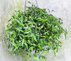 TRADESCANTIA***KLEINBLÄTTRIG*SCHNEEWITTCHEN*****