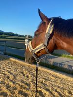 Eskadron Halfter Grösse Warmblut mit Lammfell, neuwertig