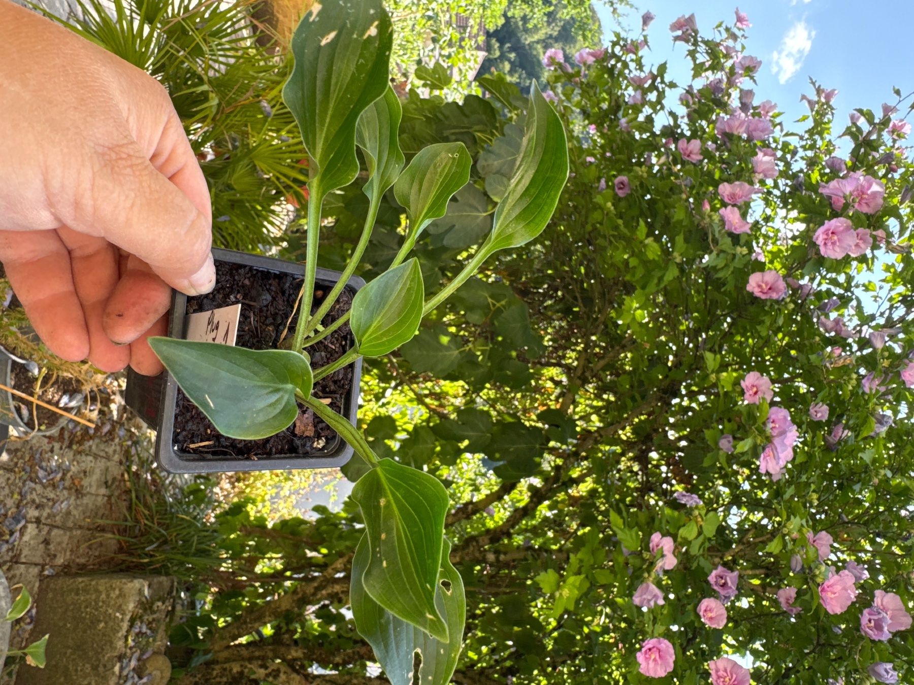 Piante & sementi: Hosta Plug Nickel 1 – Usato da Lajoux JU venduto da Briard0 1