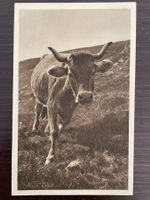 LANDWIRTSCHAFT Grossaufnahme Rind / Kuh auf der Weide 1925