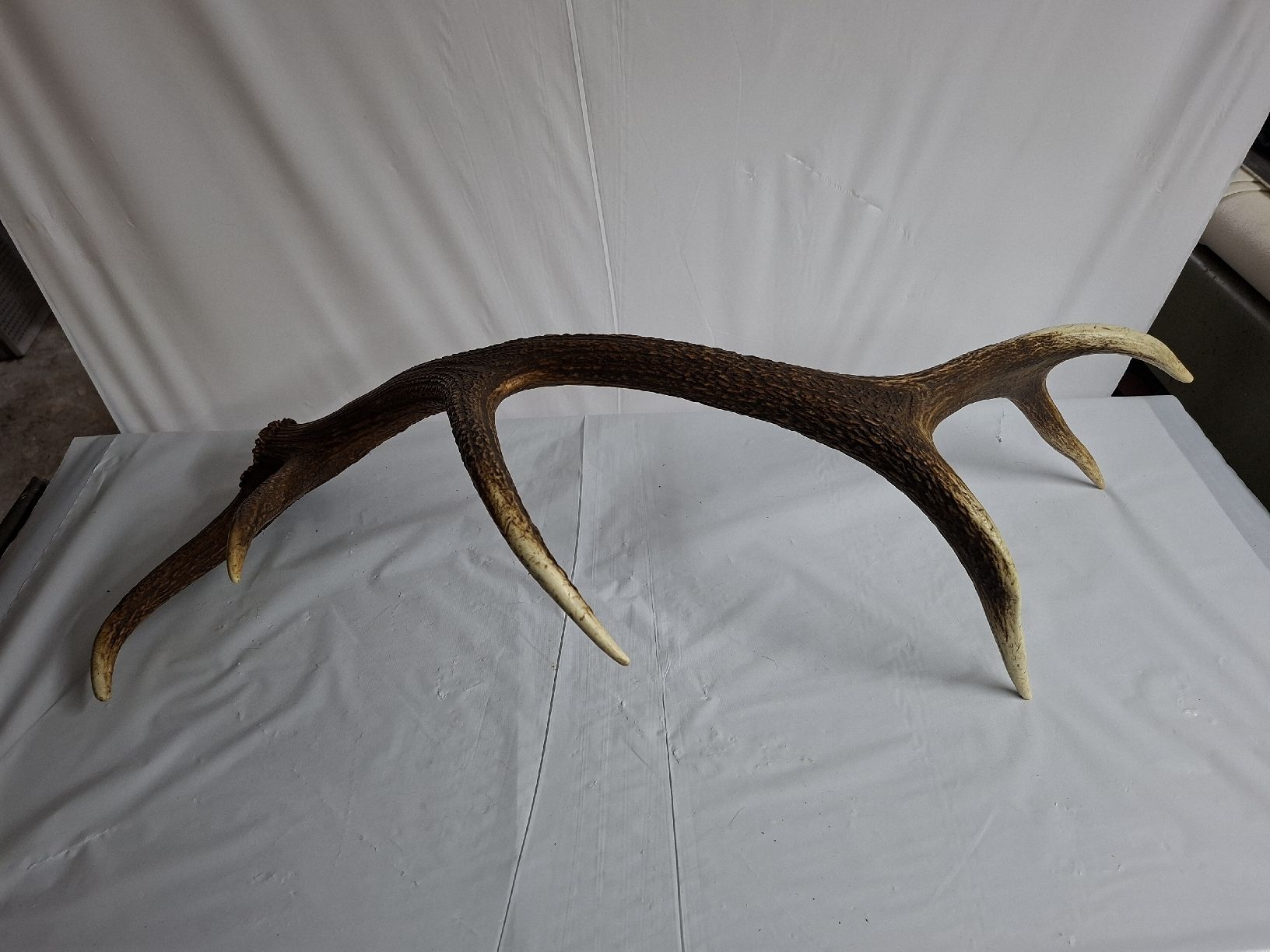 Altre raccolte & rarità: Hirsch Abwurfstange 85 cm – Usato da Urnäsch venduto da Ursjack 1