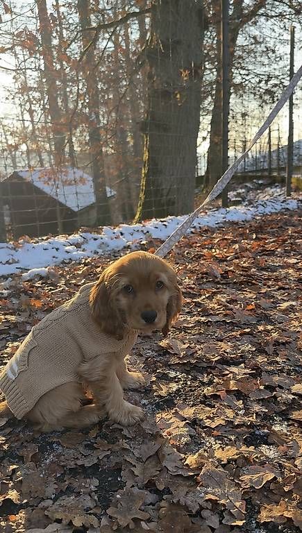 Vêtements: Hundepullover klein – D'occasion à Oftringen par Ninavfen 1