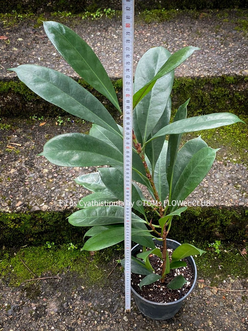 Pflanzen & Samen: Ficus Cyathistipula - afrikanischer Feigenbaum - 70-90cm – Neu und originalverpackt aus Adliswil von TAKEYOURPLANT 5