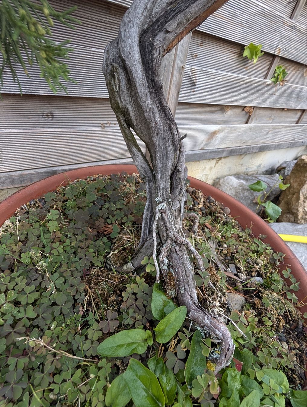 Plantes & graines: Bonsai Wacholder 80cm – D'occasion à Buckten par Aerosolist 3