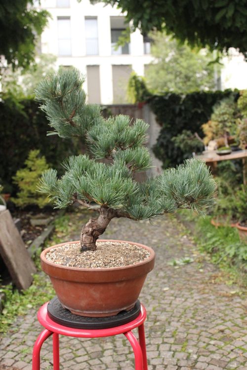 Bonsai Japanische Mädchenkiefer (pinus parviflora) ab 1.CHF Kaufen