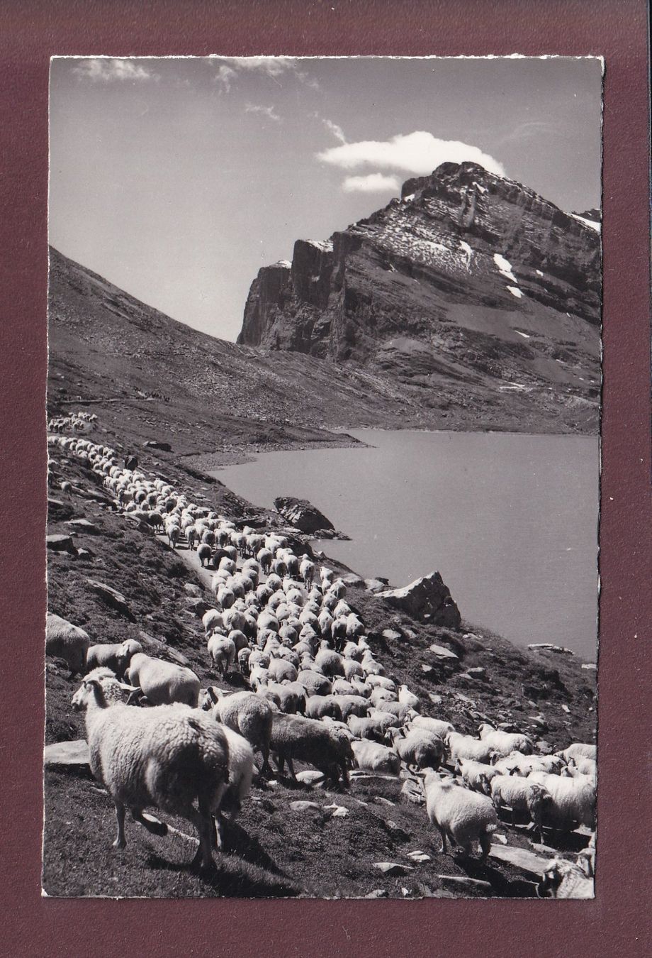 Cartoline postali: Schafherde am DAUBENSEE – Usato da Pully venduto da nicecards