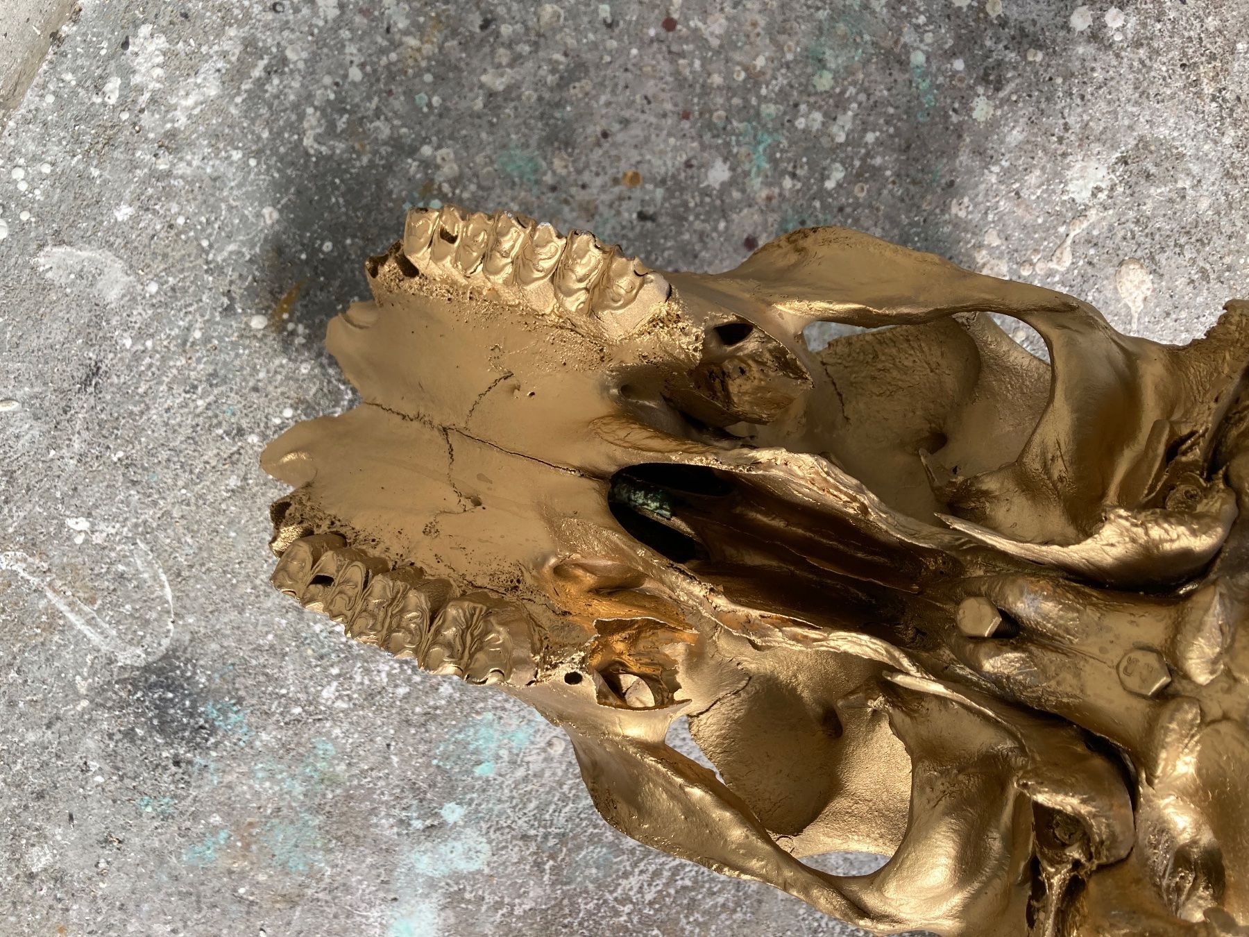 Il mondo degli animali: Watussirind Trophäe – Usato da Grosswangen venduto da arum01 7