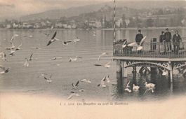 Mouettes au port de Montreux
