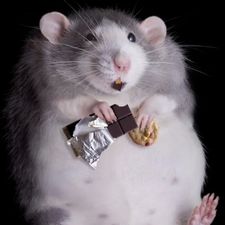 Profile image of Fabii247