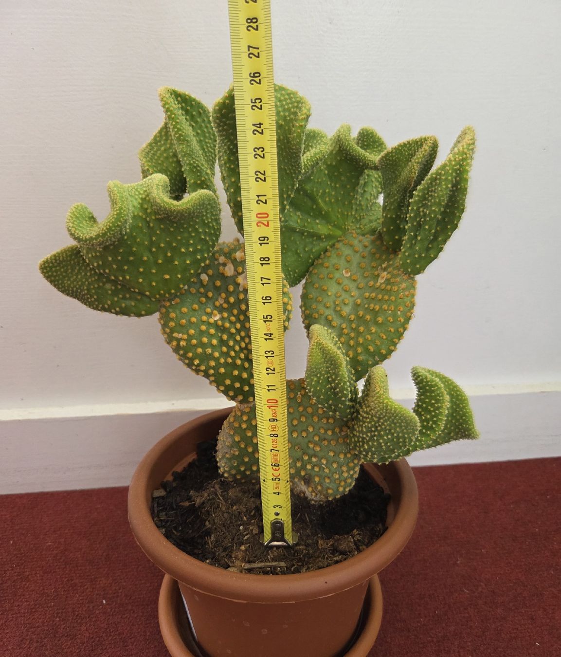Piante & sementi: Opuntia Microdasys Kaktus  – Usato da Konolfingen venduto da S1000RR-Karin 1