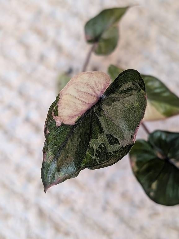 Piante & sementi: Alocasia Serendipity Pink Variegata – Usato da Faulensee venduto da plantmama 1