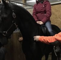 Reitsattel und Pferdeausrüstung