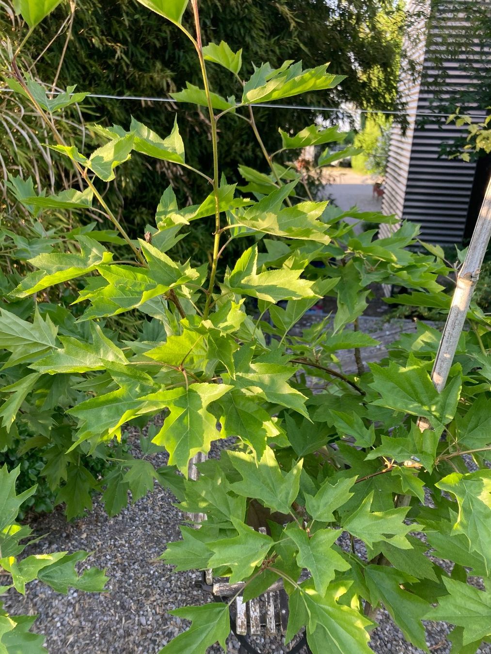 Piante & sementi: Elsbeerbaum – Usato da Uttwil venduto da Dolphin7 1