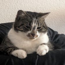 Profile image of Chrooooookie