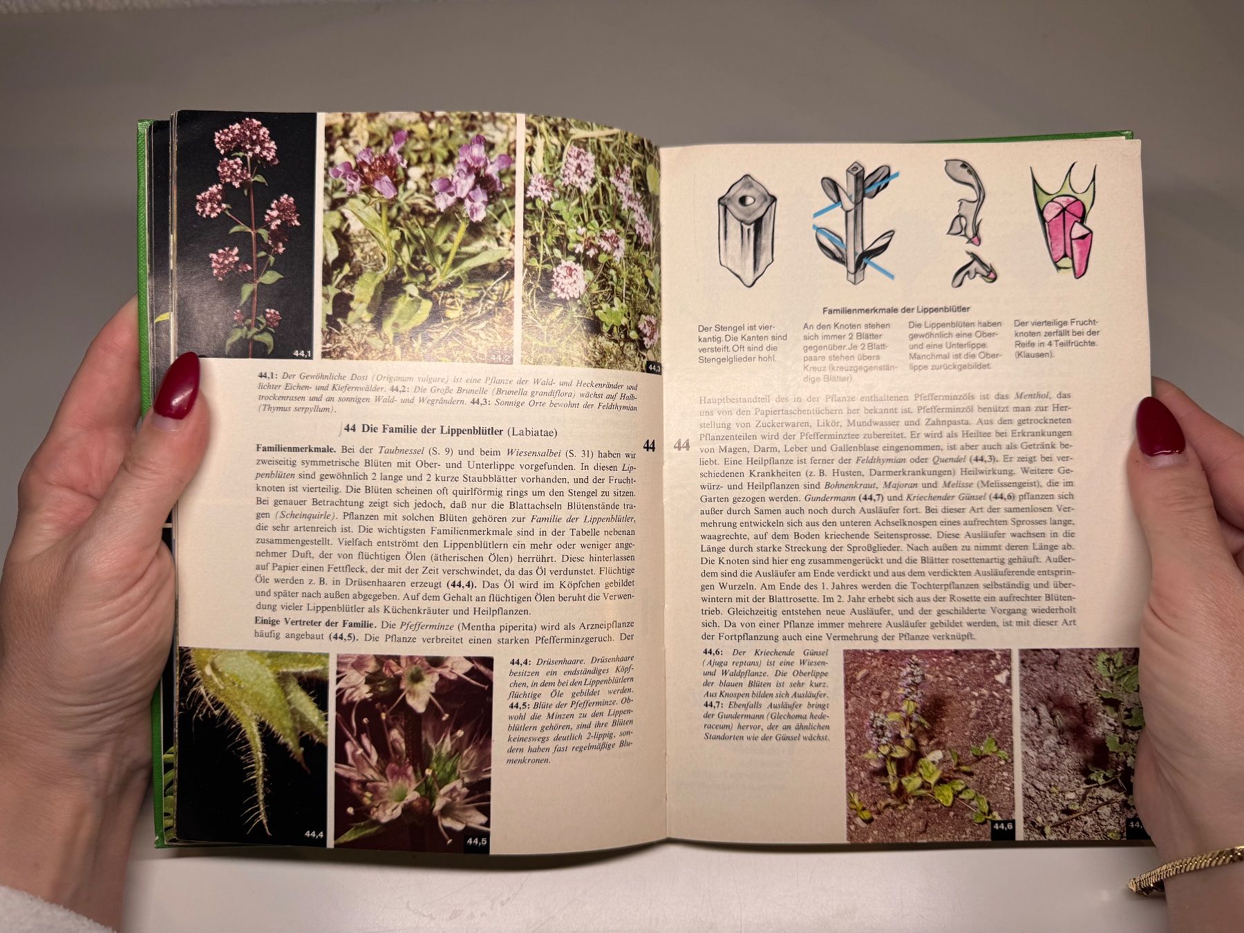 Libri: BUCH: Die Pflanze Sammelband – Usato da Grosswangen venduto da Second_hand_paradise 6