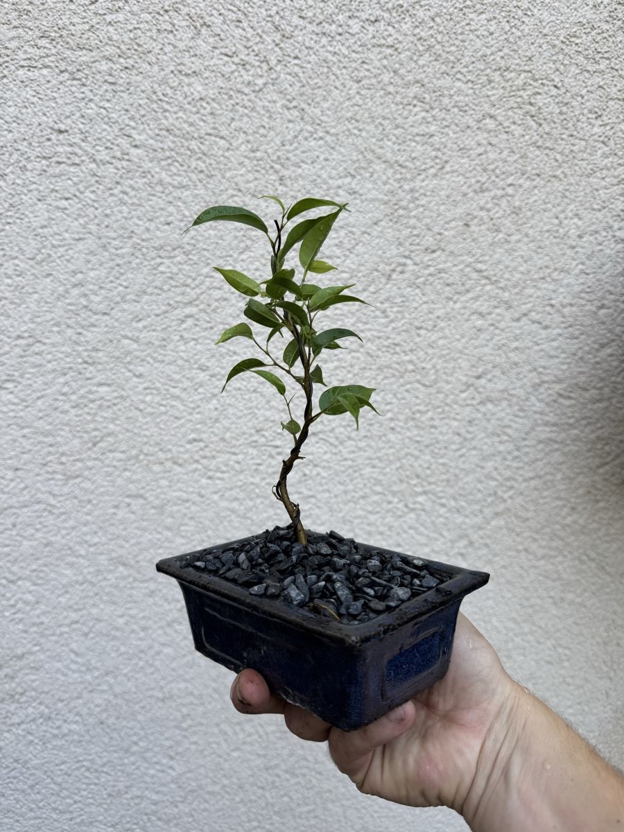 Piante & sementi: Kleiner Ficus Bonsai – Usato da Rümlang venduto da Gruseh.ch 3