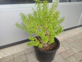Zitronenverbene im Topf, Aloysia citrodora