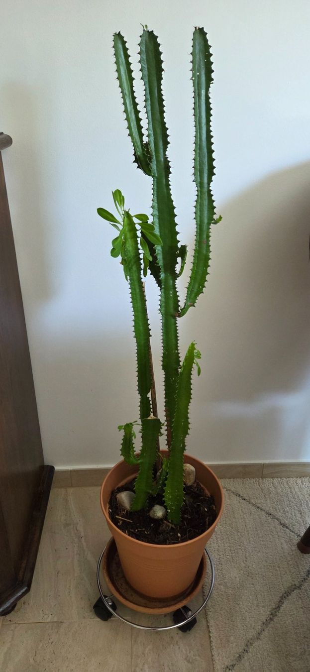 Plantes & graines: schöner Kaktus mit Blätter – D'occasion à Würenlos par ir_ga