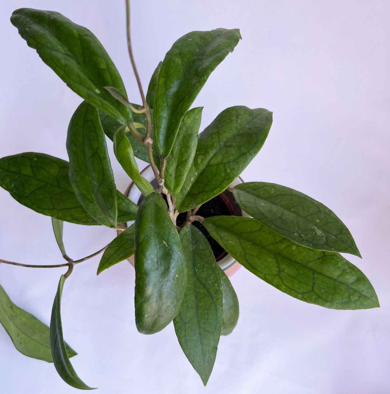 Piante & sementi: Hoya*Finlaysonii ***** – Usato da Dübendorf venduto da Orchid18