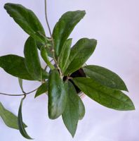 Hoya*Finlaysonii *****