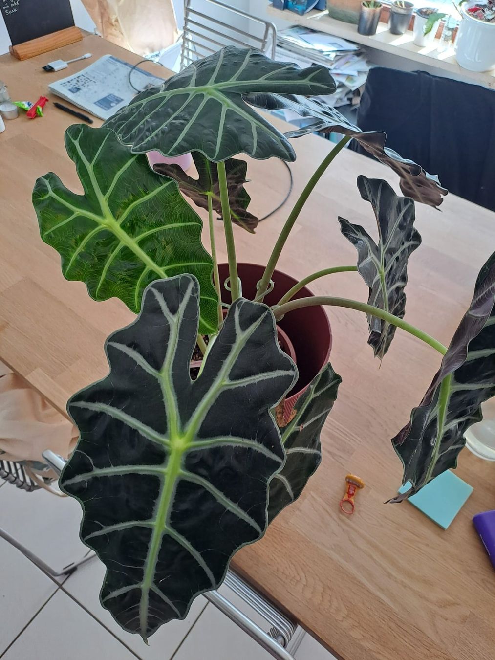 Piante & sementi: Alocasia Polly Ableger – Nuovo (secondo la descrizione) da Reinach BL venduto da dar_26dz 1