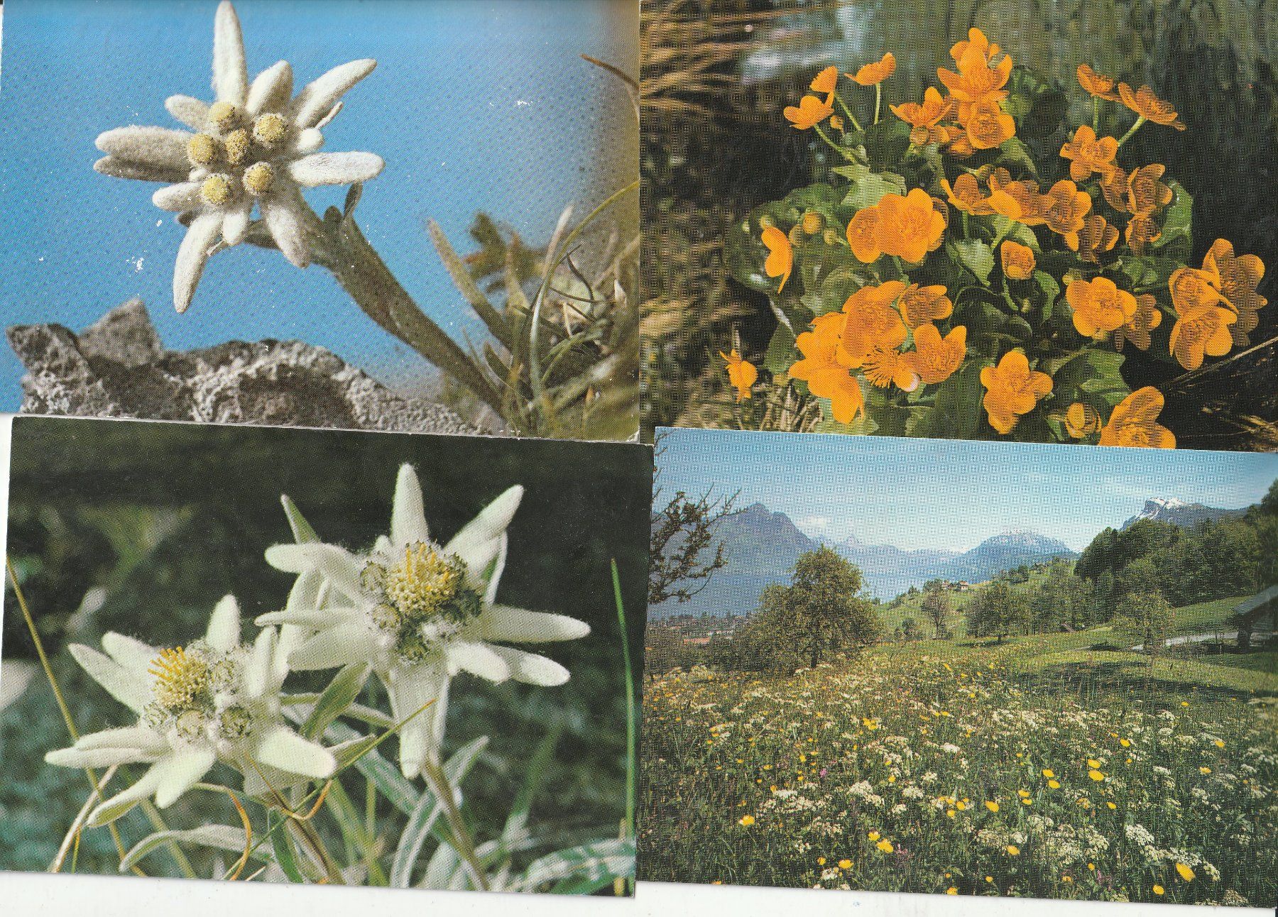 Cartes postales: 40 Diverse Blumenkarten – D'occasion à Lumbrein par made02 8