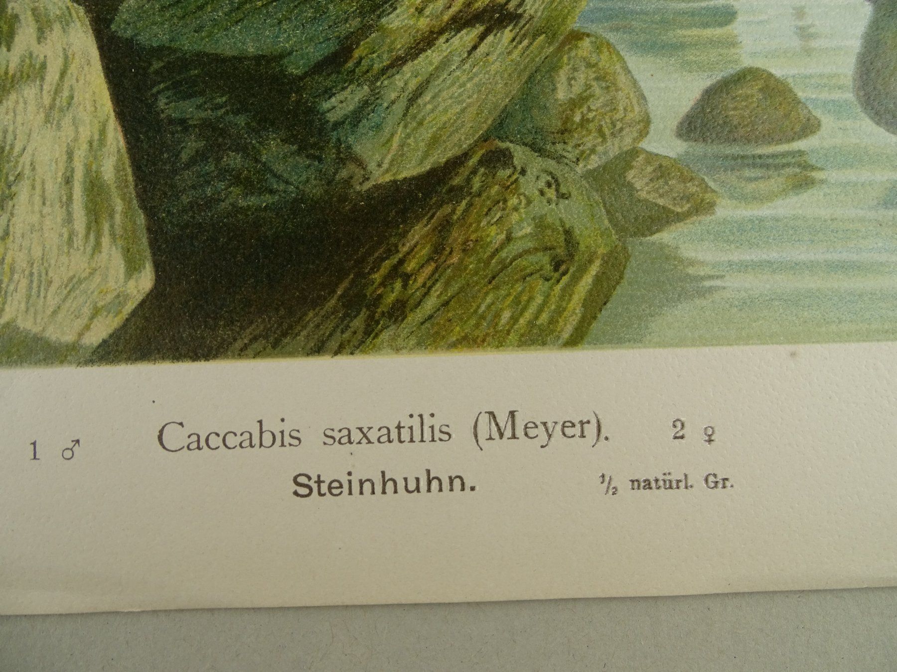 Grafica & Litografie: STEINHUHN, CHROMOLITHOGRAPHIE UM 1900 – Usato da Grüningen venduto da Kartensammler 4