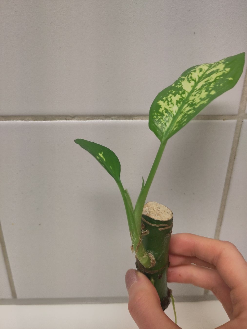 Piante & sementi: Dieffenbachia Steckling – Usato da Dübendorf venduto da Cocochala8
