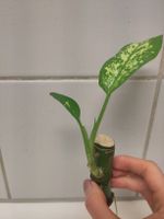 Dieffenbachia Steckling