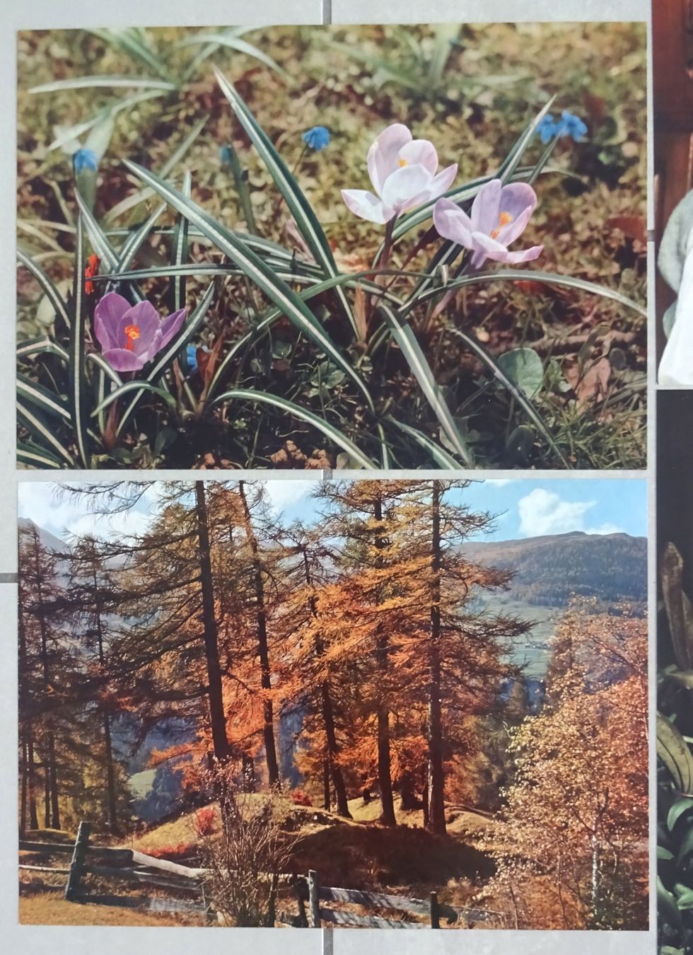 Poster & Bilder: Farbfotos von Adolf Wetzel – Gebraucht aus St.Gallen von Paddington11 5