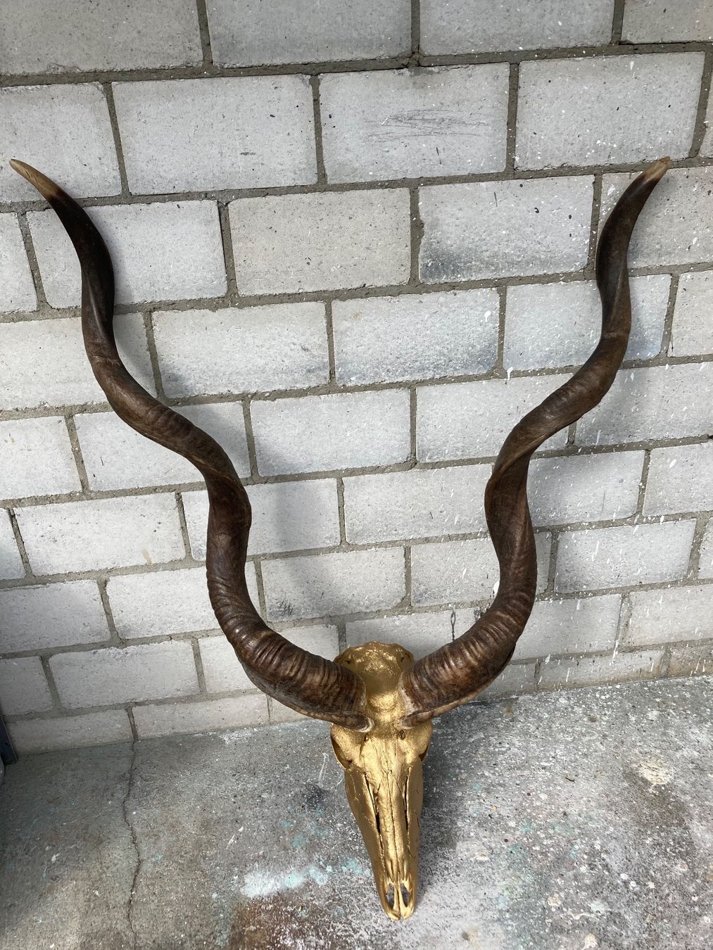 Welt der Tiere: Kudu Trophäe 3 – Gebraucht aus Grosswangen von arum01
