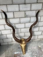 Kudu Trophäe 3