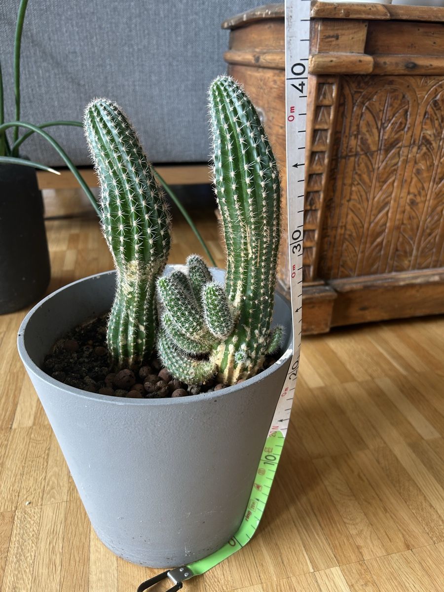 Plantes & graines: Kaktus – D'occasion à Luzern par giv_tmj8 1