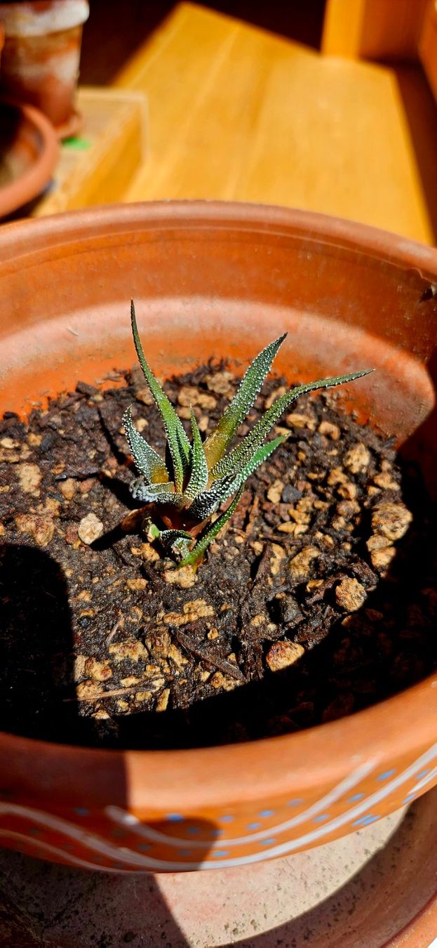 Plantes & graines: Haworthia concolor – Neuf avec emballage d'origine à Bütschwil par sr761 1