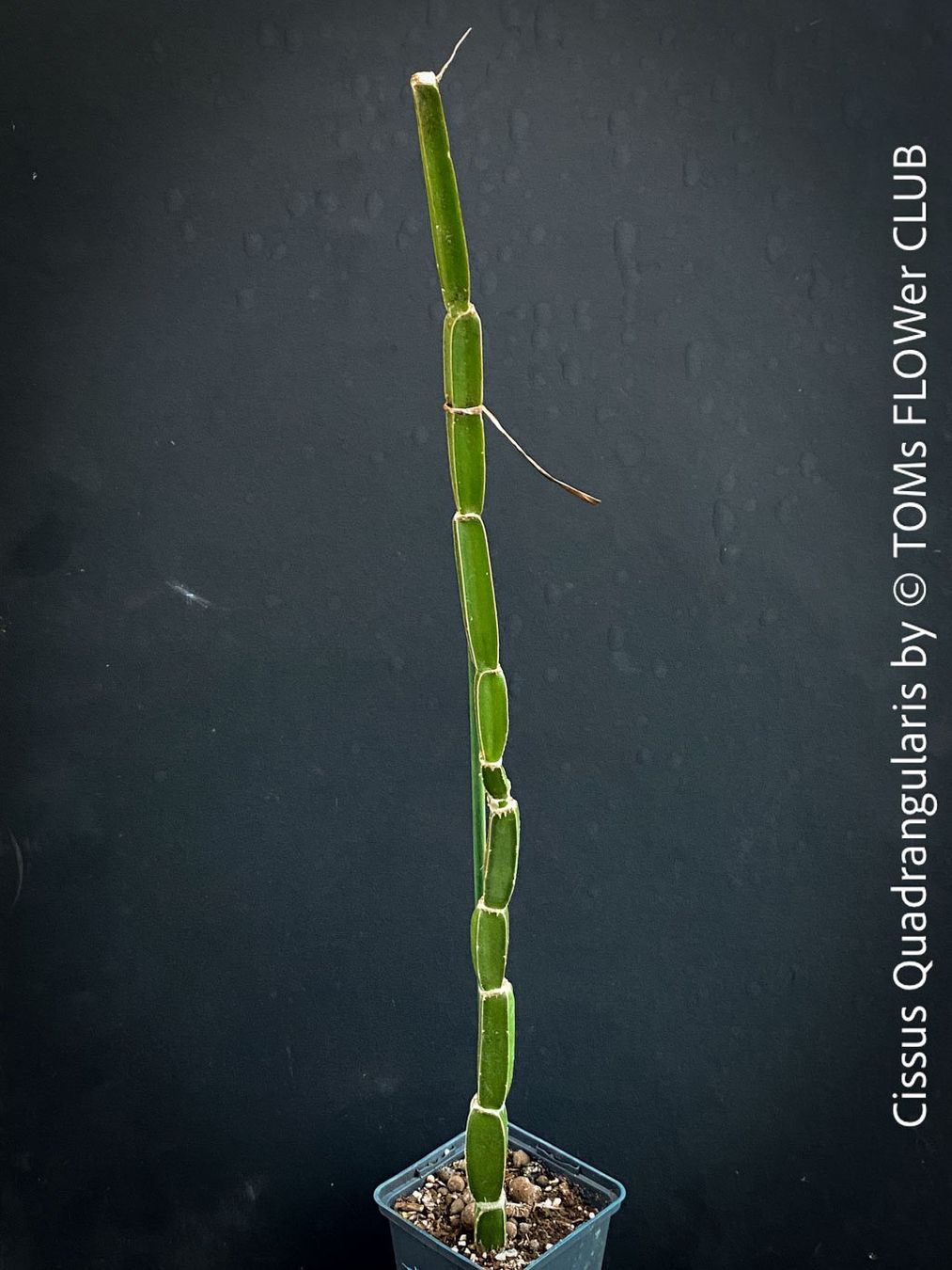 Pflanzen & Samen: Cissus Quadrangularis - vierkantige Sukkulente – Neu und originalverpackt aus Adliswil von astom369 1