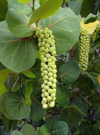 Piante & sementi: Raisinnier de Mer RARE 5g – Nuovo (secondo la descrizione) da Bremblens venduto da FIBONACCI369