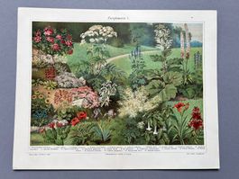 Orig. Farbdruck „Zierpflanzen I“ - Meyers Konv. Lexikon