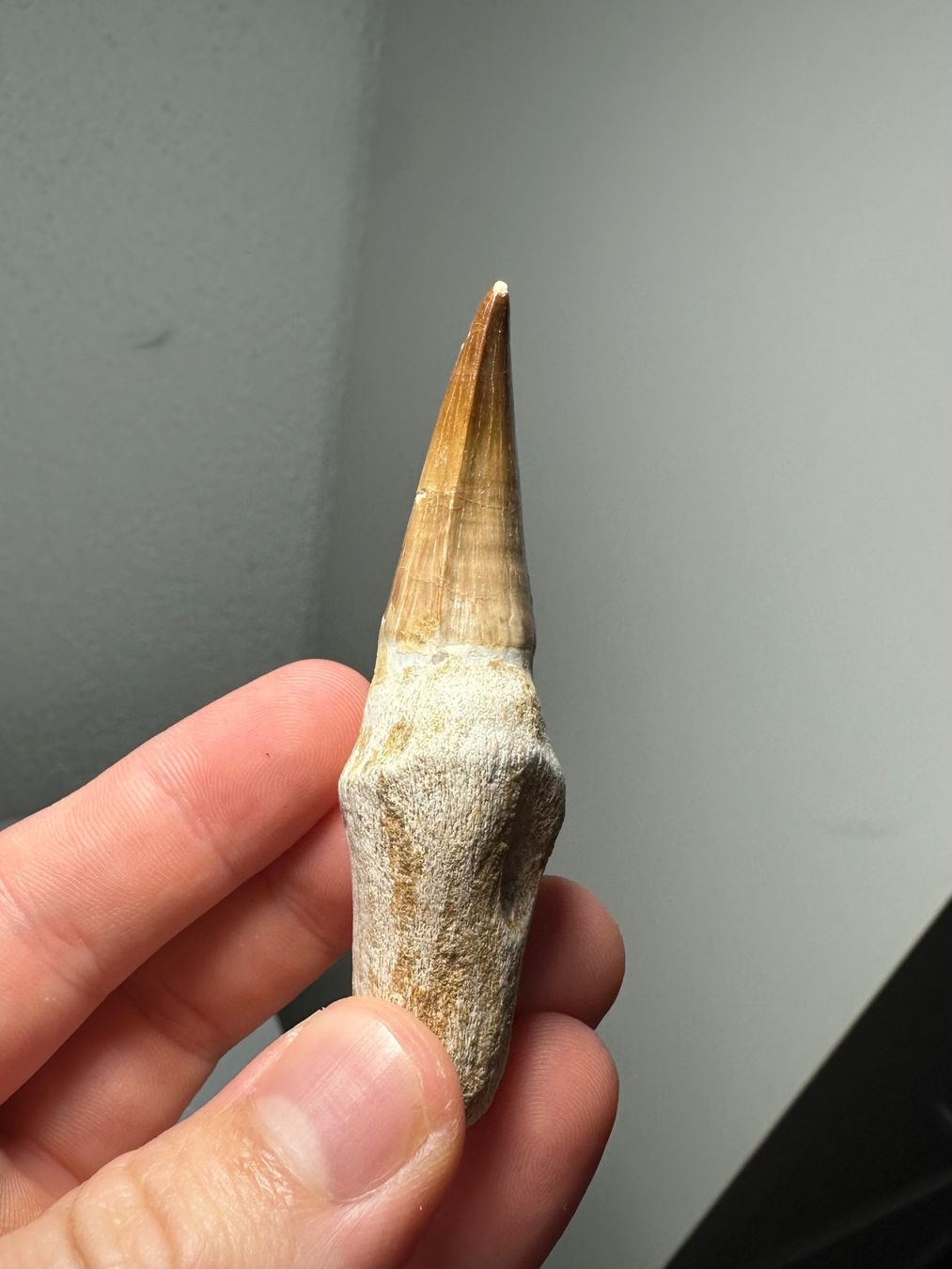 Fossilien: Fossiler Mosasaurus sp. Zahn inkl. Wurzel – Gebraucht aus Lutzenberg von CS65 4