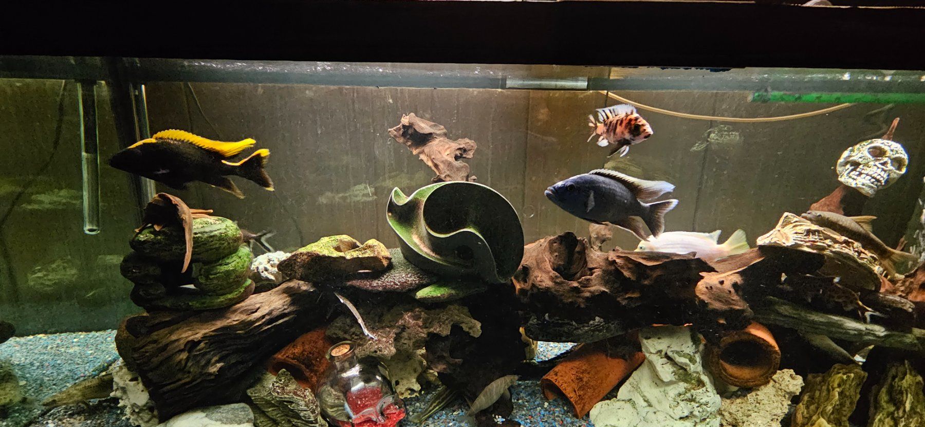 Acquari: Aquarium 500lt – Usato da Amriswil venduto da Blackpearl73 2