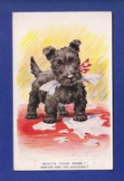 CHIEN / HUND - What's your news ?