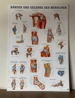 Rüdiger Anatomie Tafel: Bänder und Gelenke des Menschen